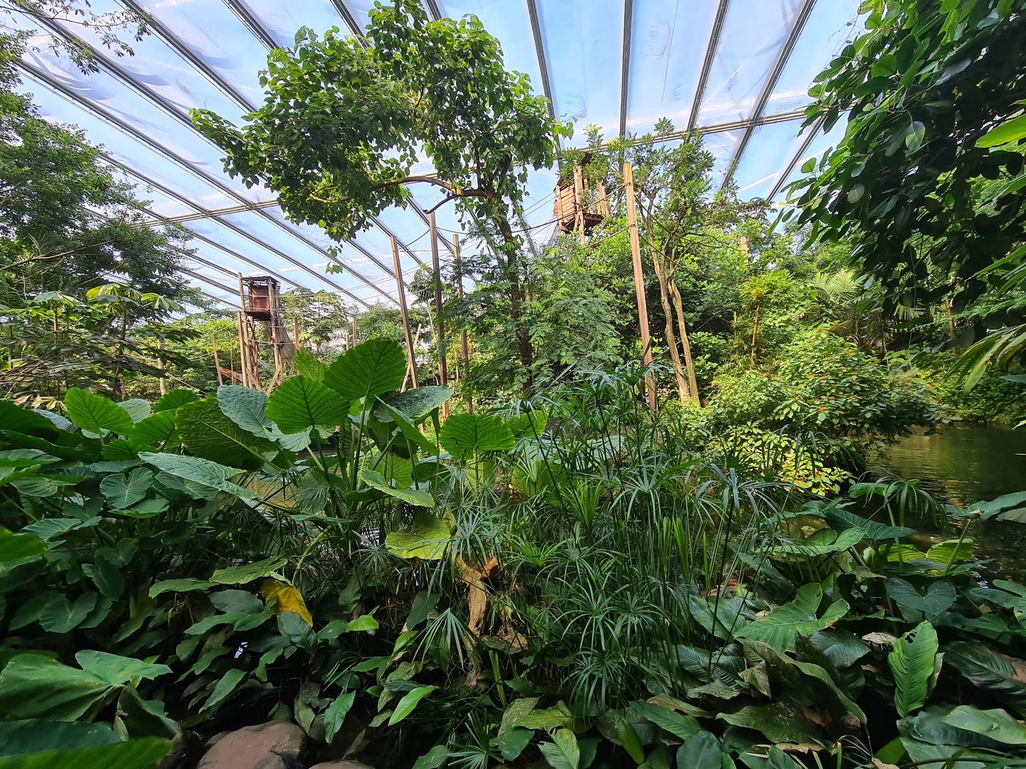 Rimbula - View of Spider monkey islands from Stepping stones