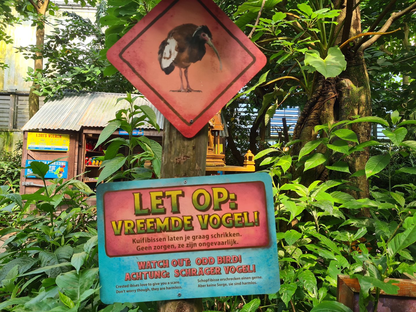 Rimbula - Warning sign about territorial ibis