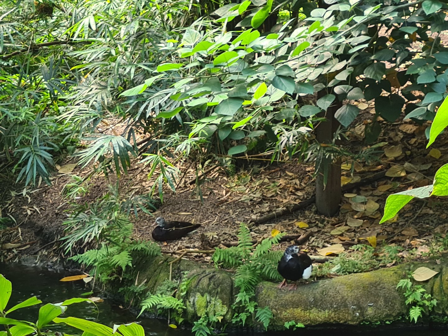 Rimbula - White-winged wood ducks