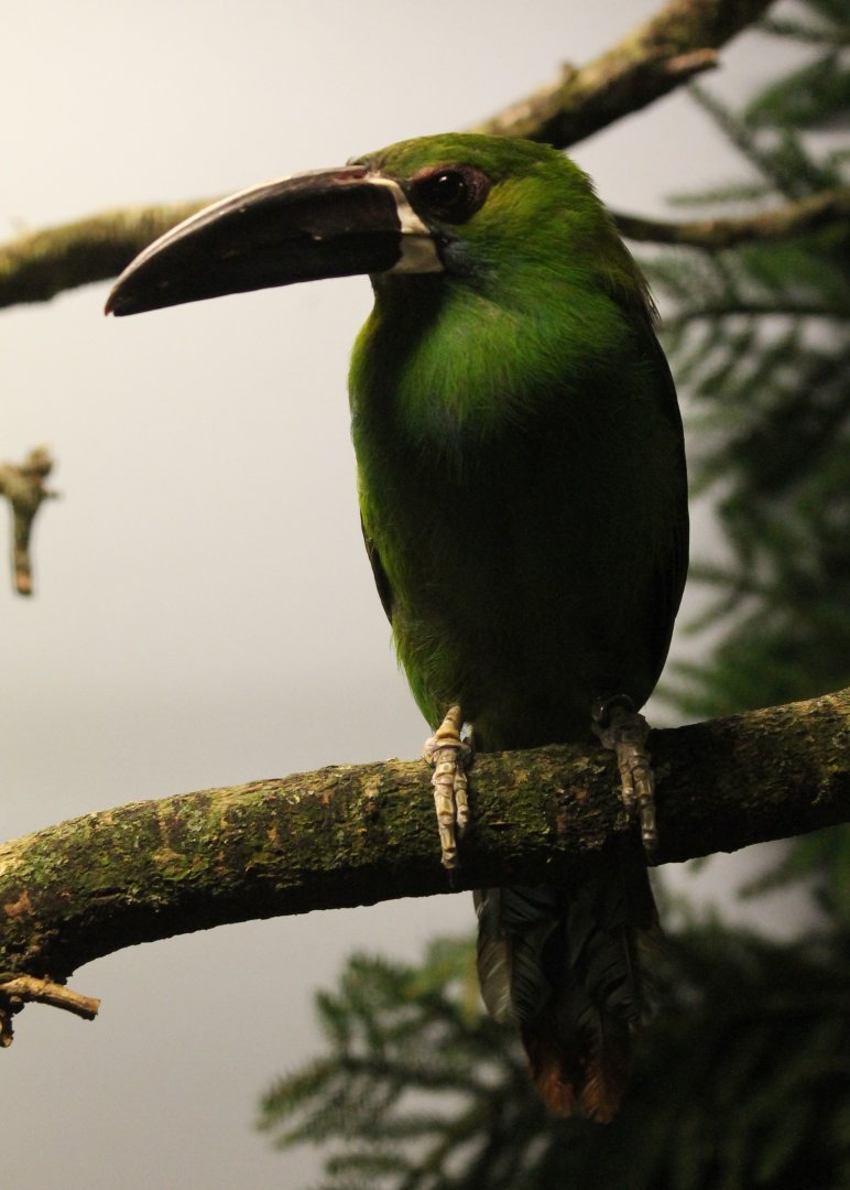 rimson-rumped toucanet - Aulacorhynchus haematopygus