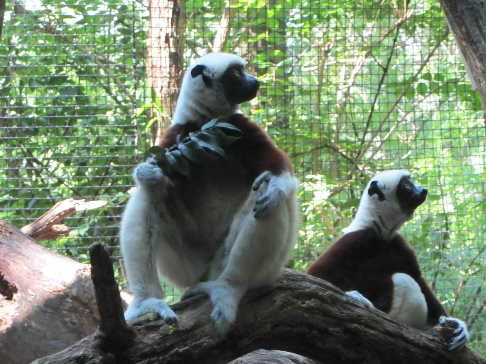 Rinaldo and Wilhelmina the Coquerel's Sifakas