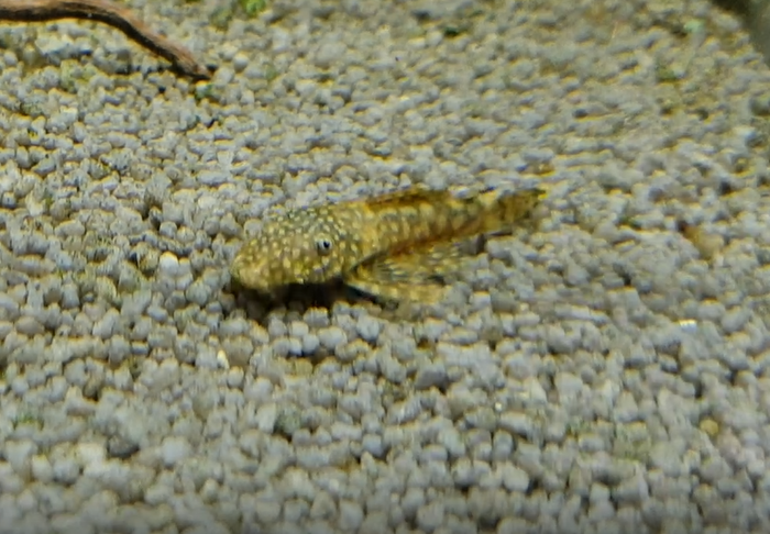 Rineloricaria species