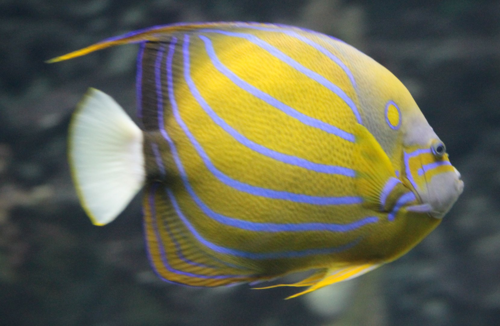 Ring angelfish - Pomachanthus annularis