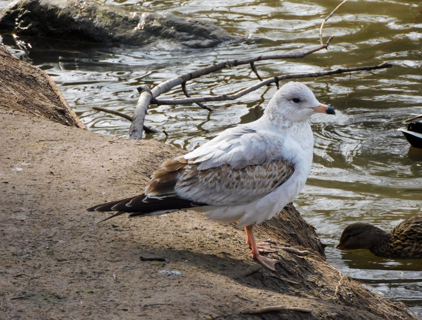 Ring Billed Gull(1st cycle)-Bear River Migratory Bird Refuge-UT