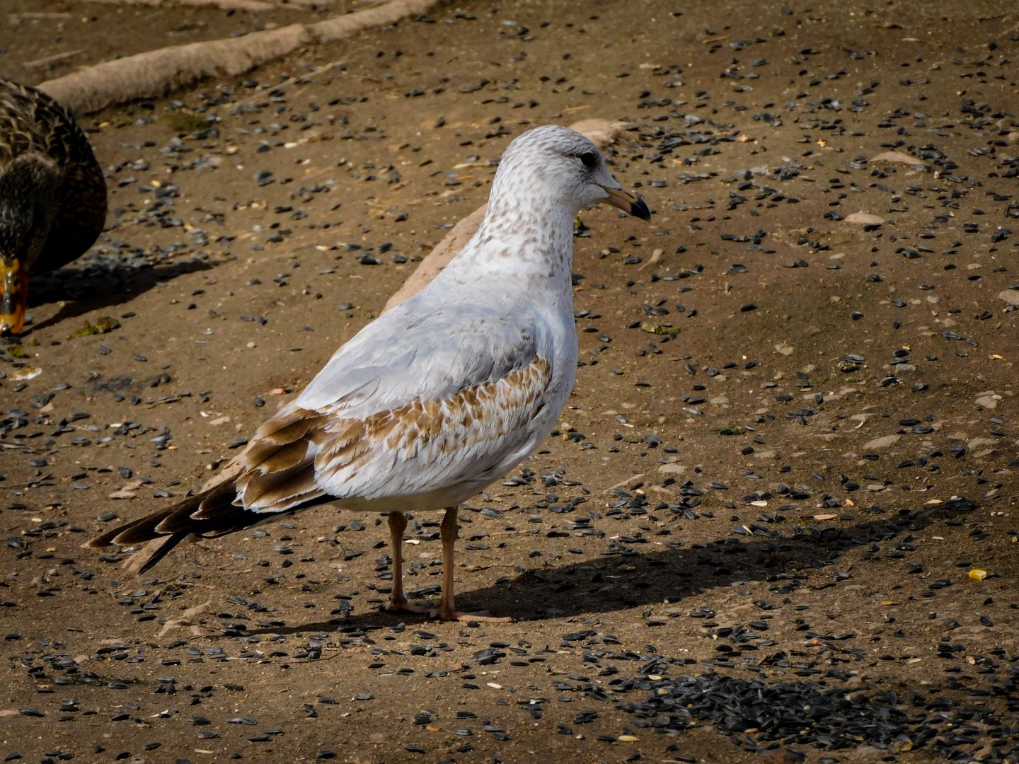 Ring Billed Gull(1st cycle)-Bear River Migratory Bird Refuge-UT