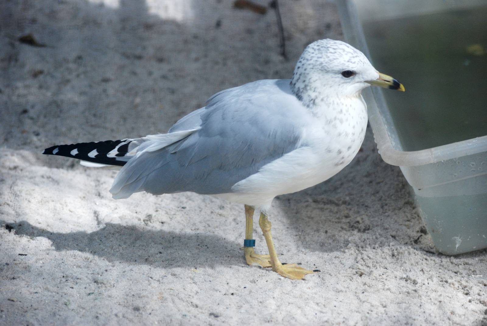 Ring-billed Gull at Peace River Wildlife Centre, 09/10/13