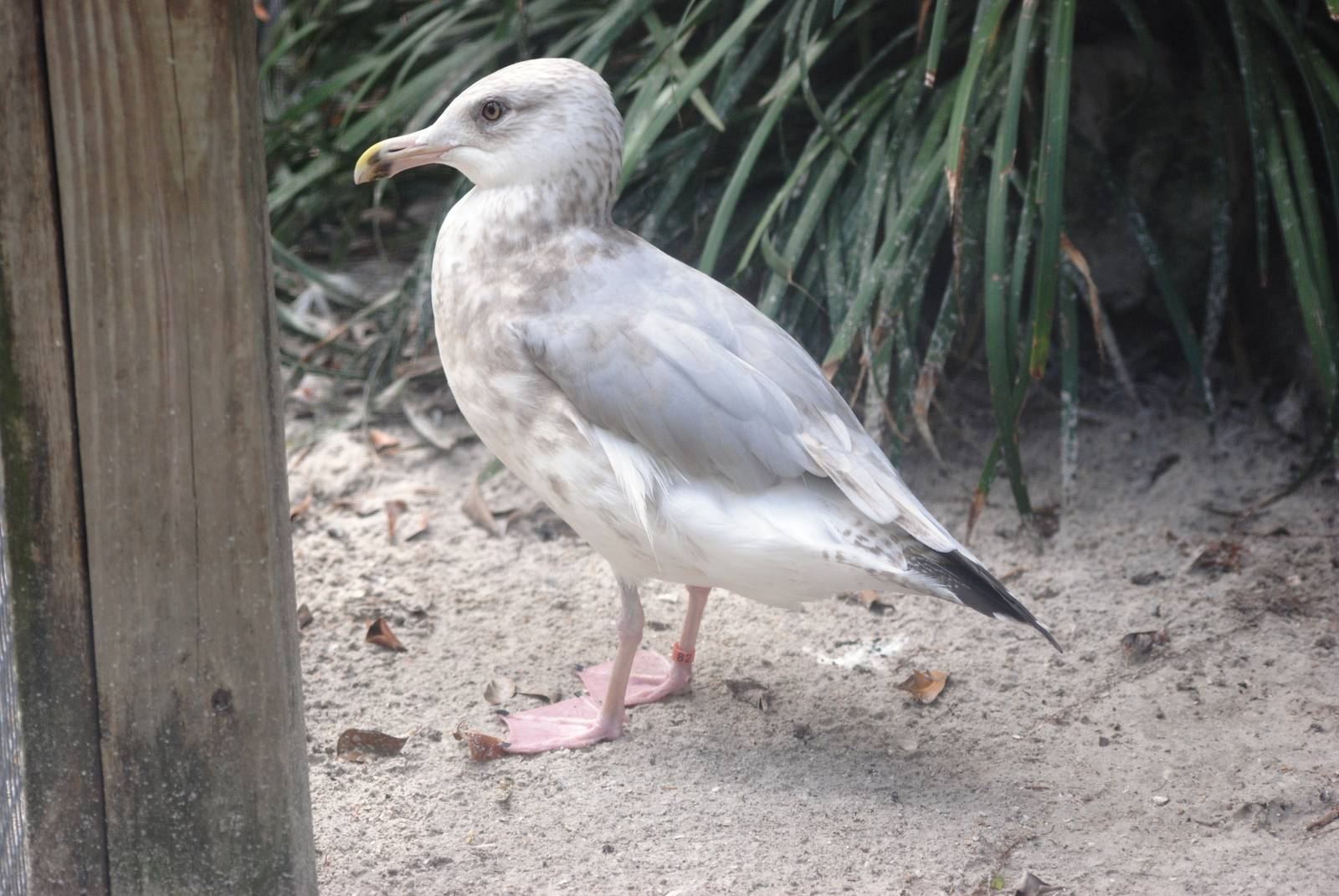 Ring-billed Gull at Save our Seabirds, 07/10/13
