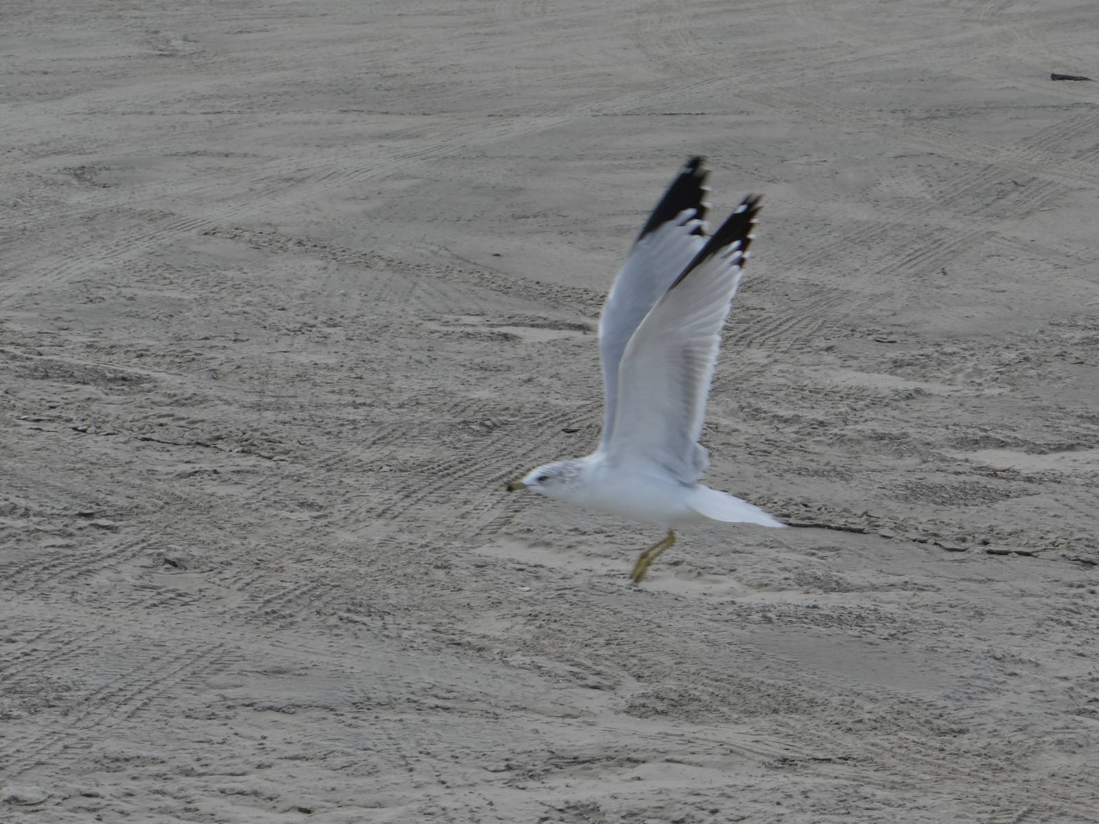 Ring-billed gull, Galveston