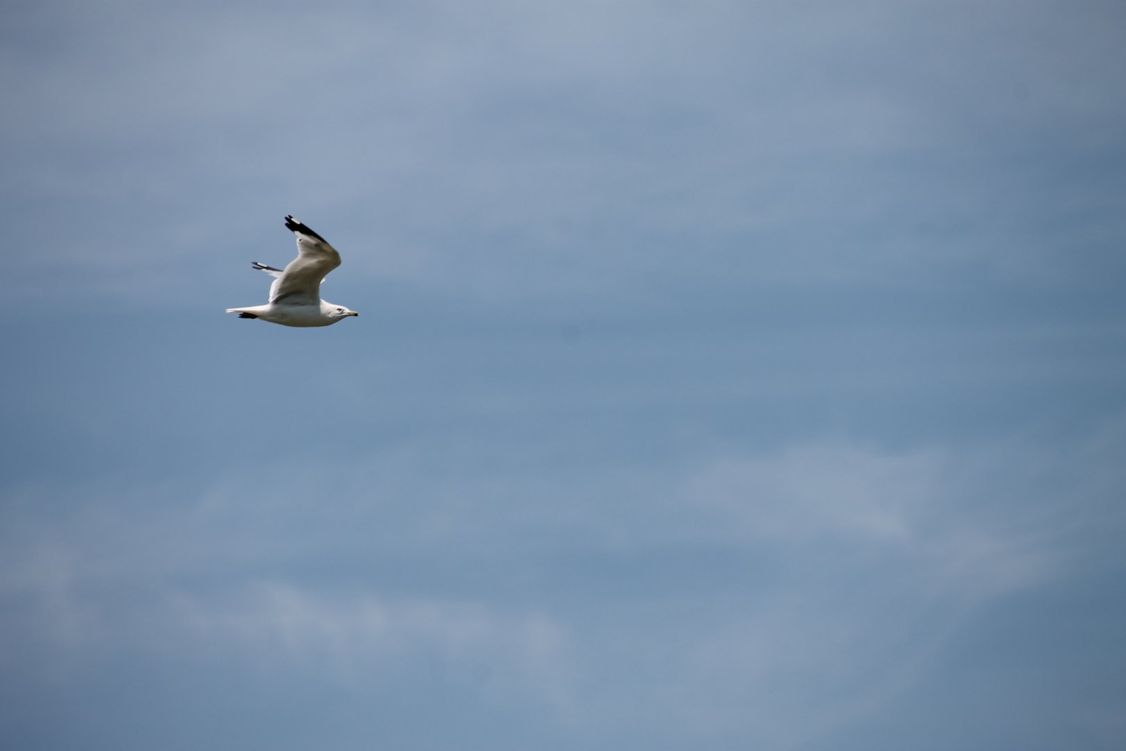 Ring-billed gull (Larus delawarensis)