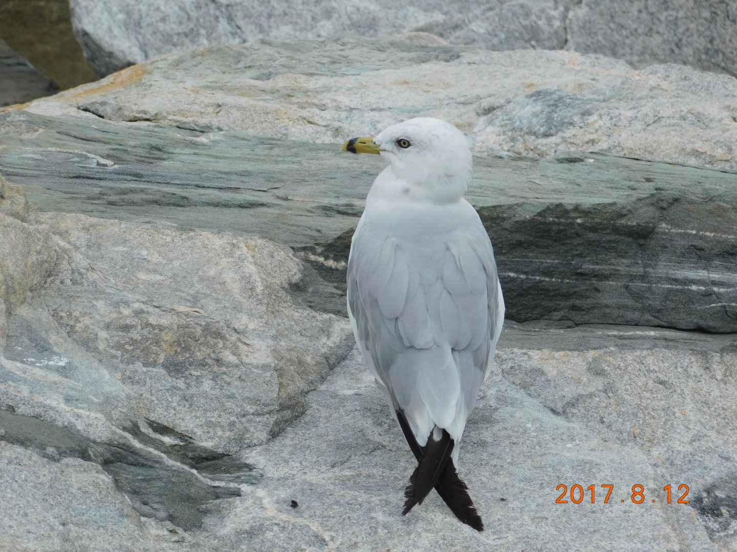 Ring-Billed Gull-Virginia Beach