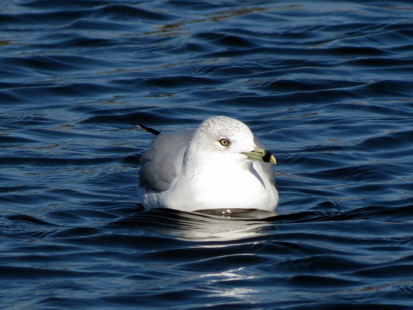 Ring-billed Gull