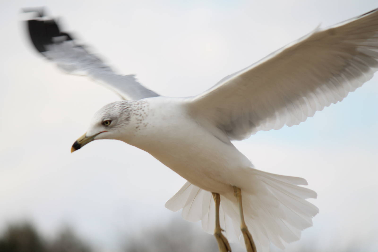 Ring-Billed Gull