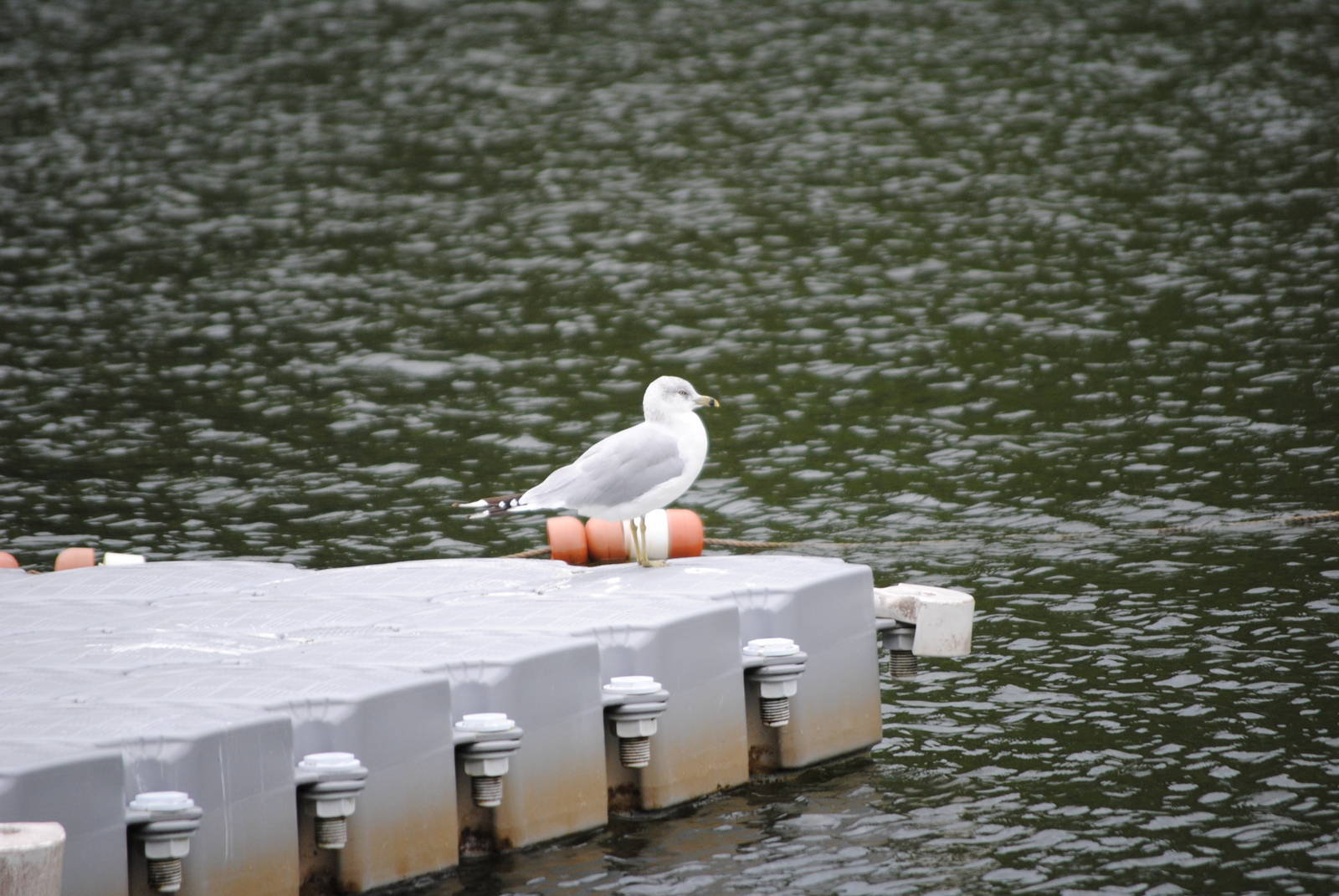 Ring-Billed Gull