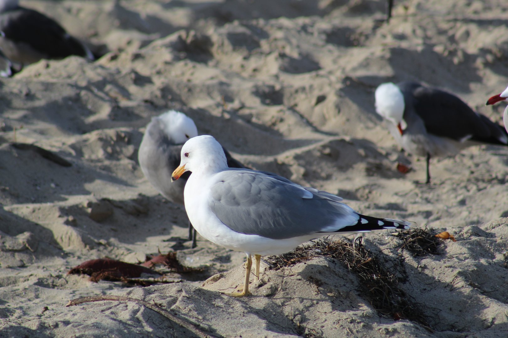 Ring-Billed Gull