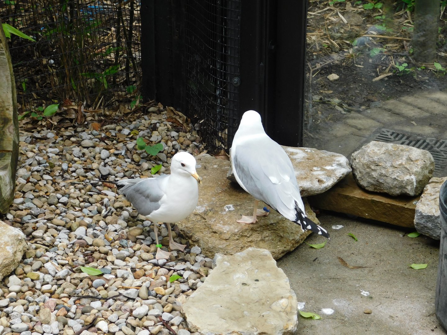Ring-Billed Gull