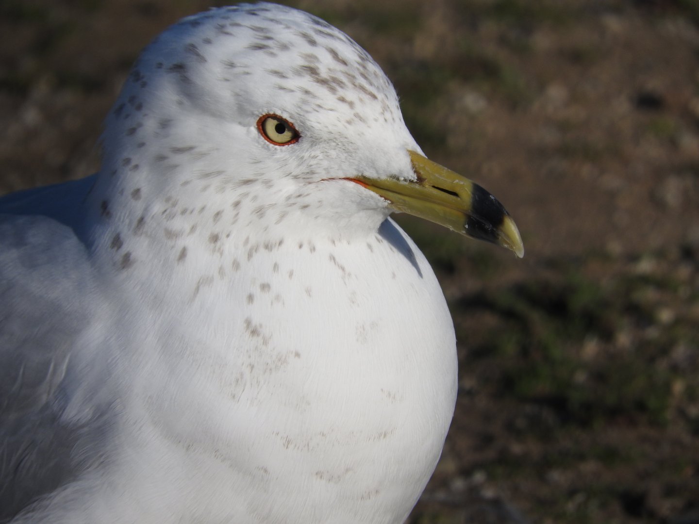 Ring-billed Gull