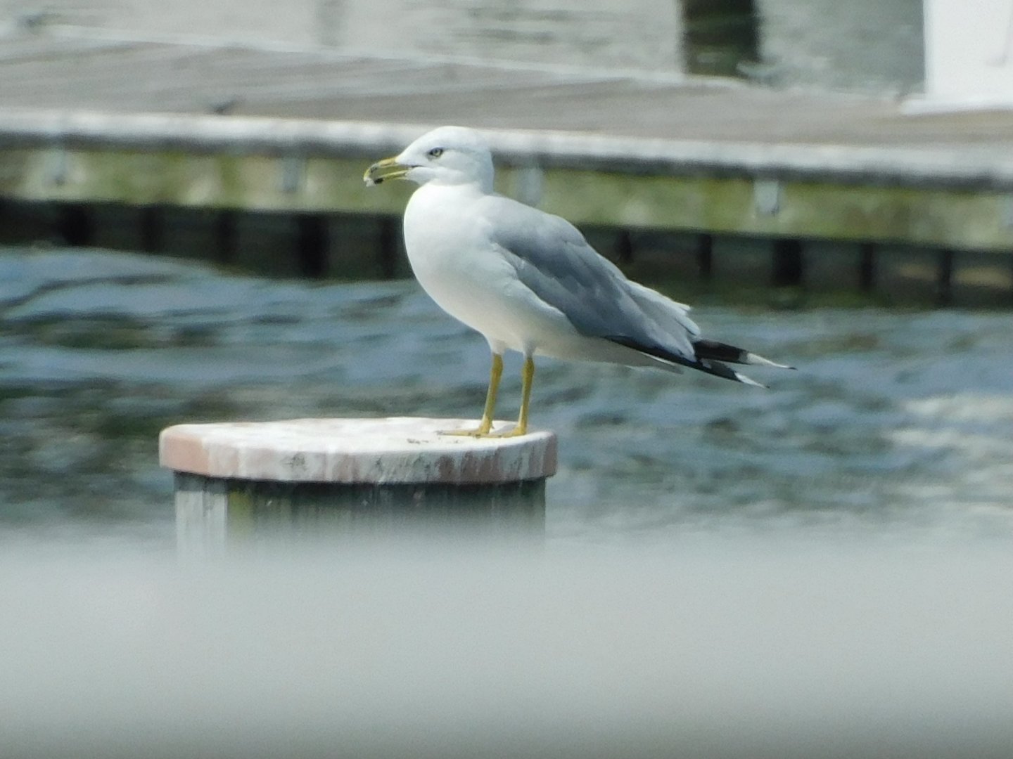 Ring billed gull