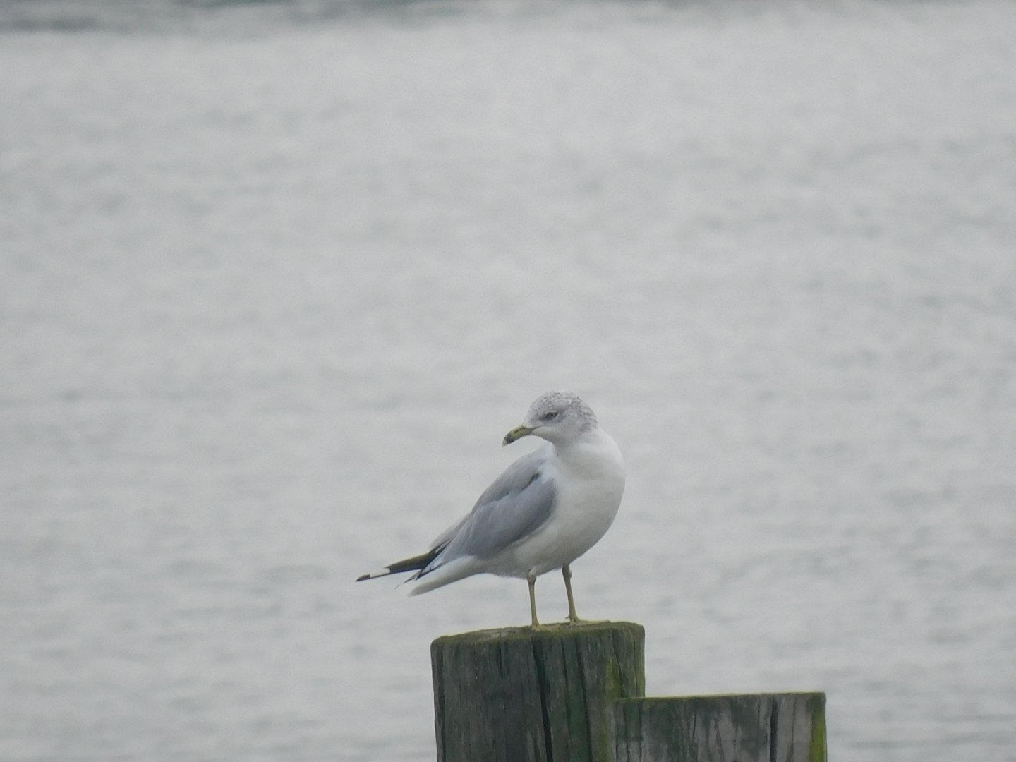 Ring billed gull