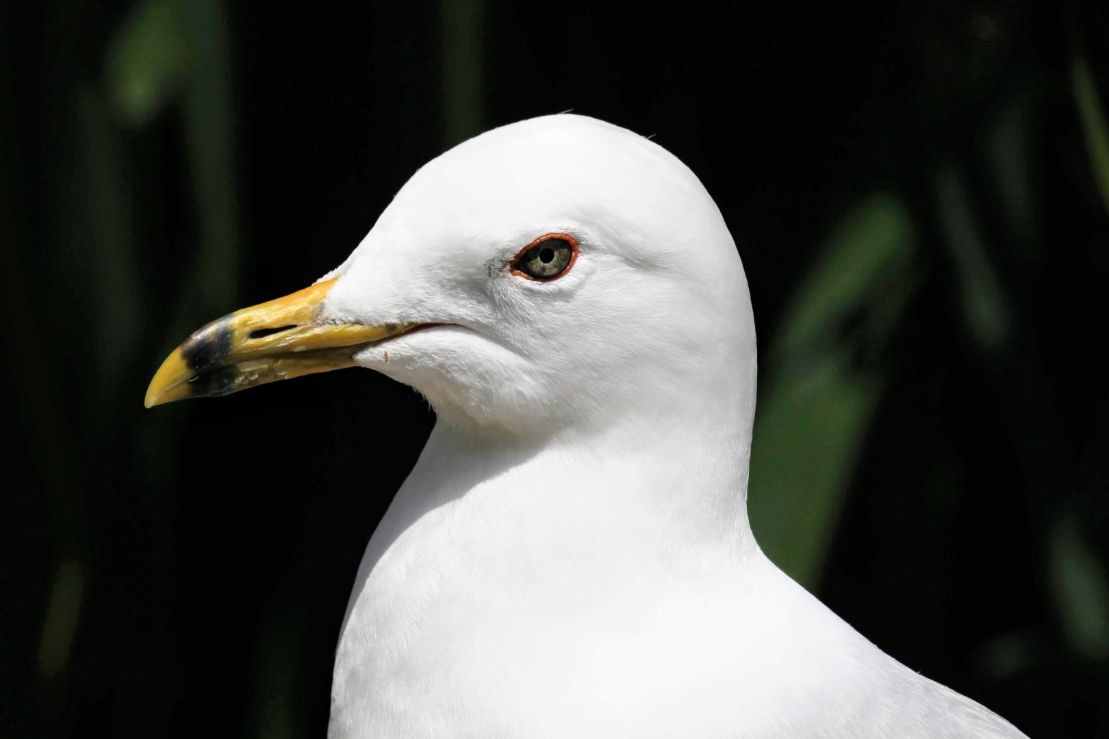 Ring-billed Gull