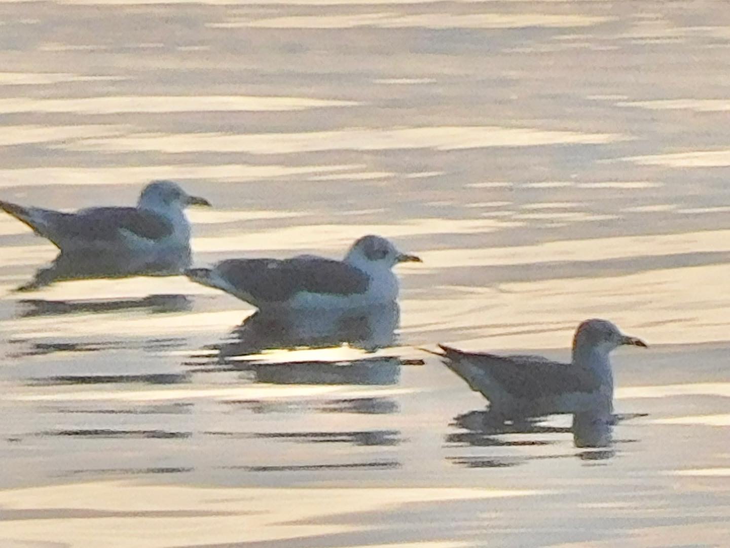 Ring billed gulls