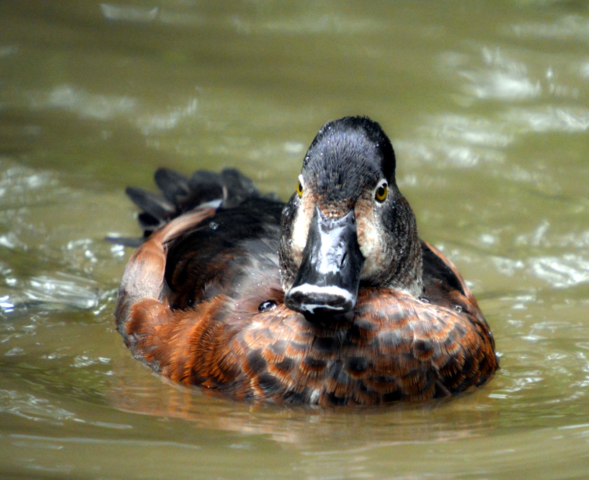 ring neck duck (female?)