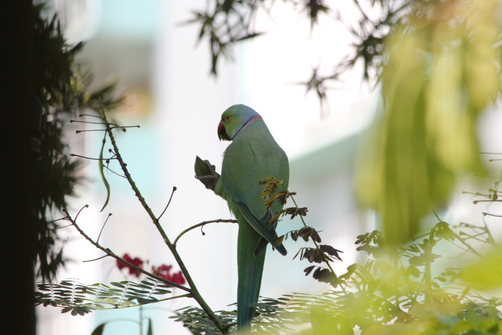 Ring-neck Parrot (wild)