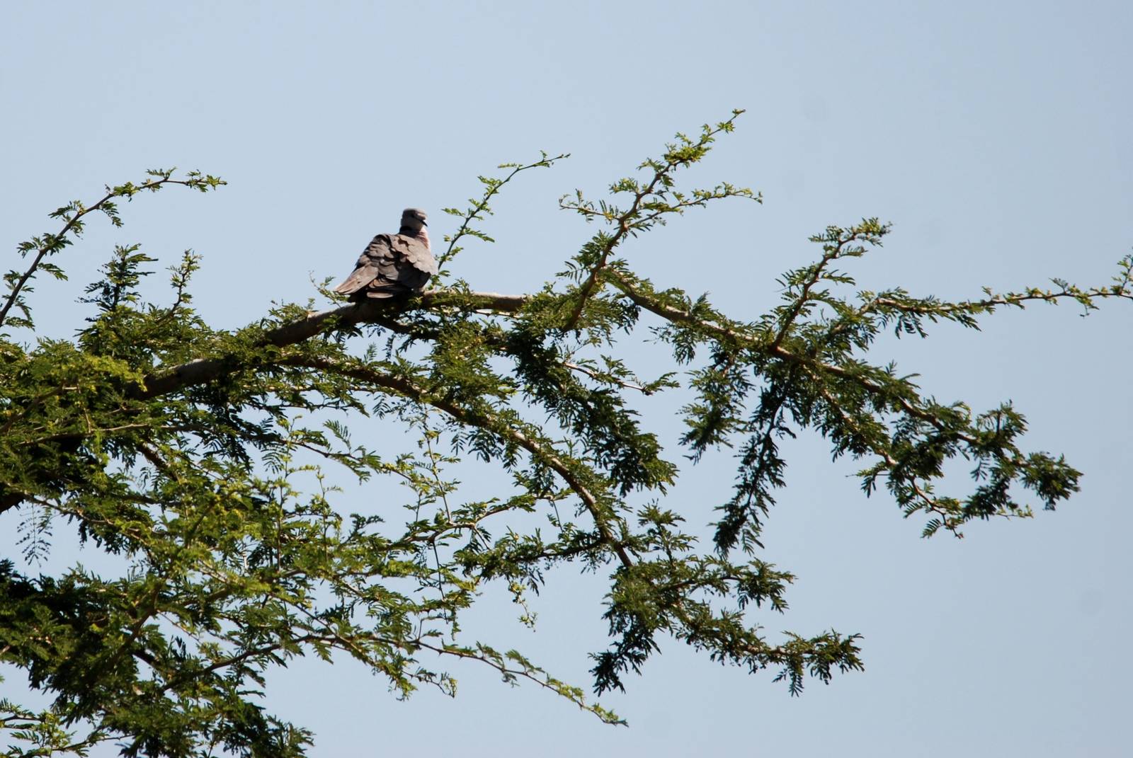 Ring-necked Dove at Senkelle, 17/10/14