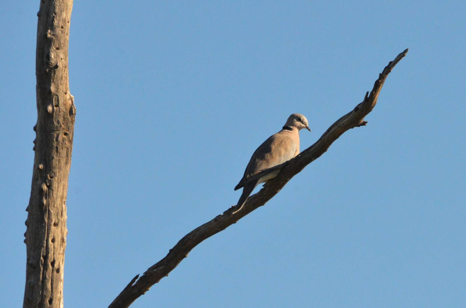 Ring-necked Dove, Moremi Game Reserve, Botswana, 29/04/16