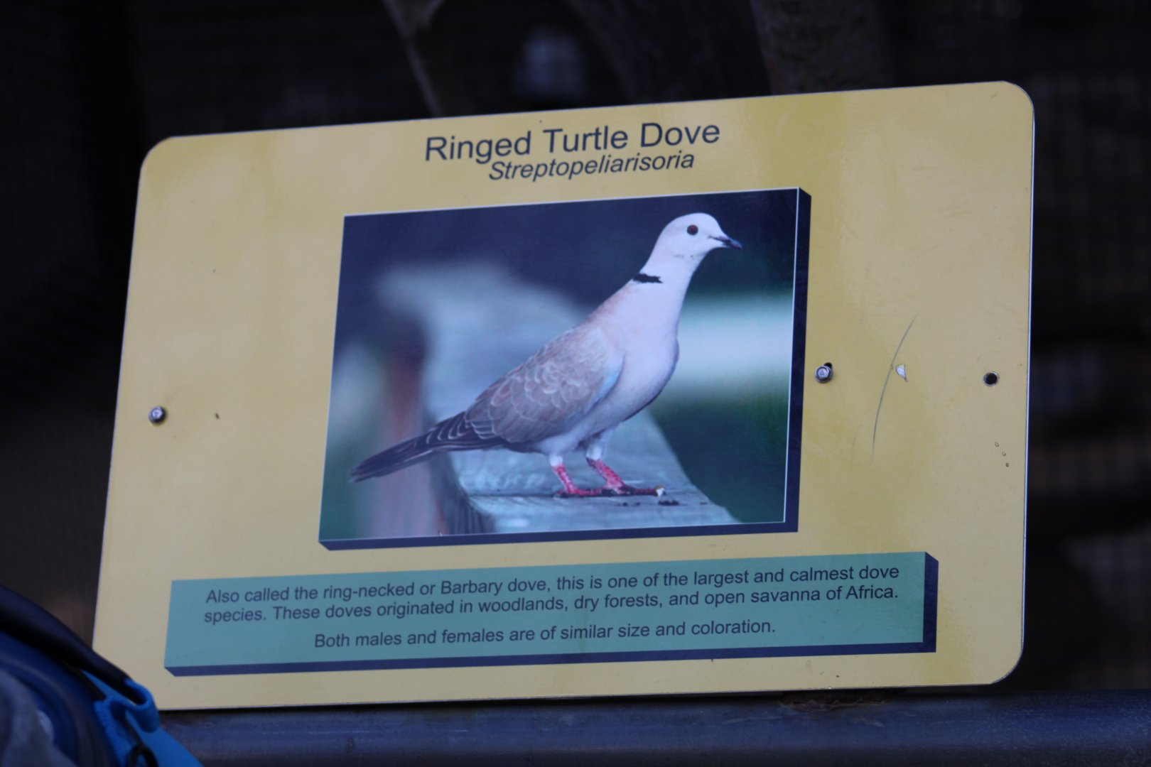 Ring-Necked Dove Signage