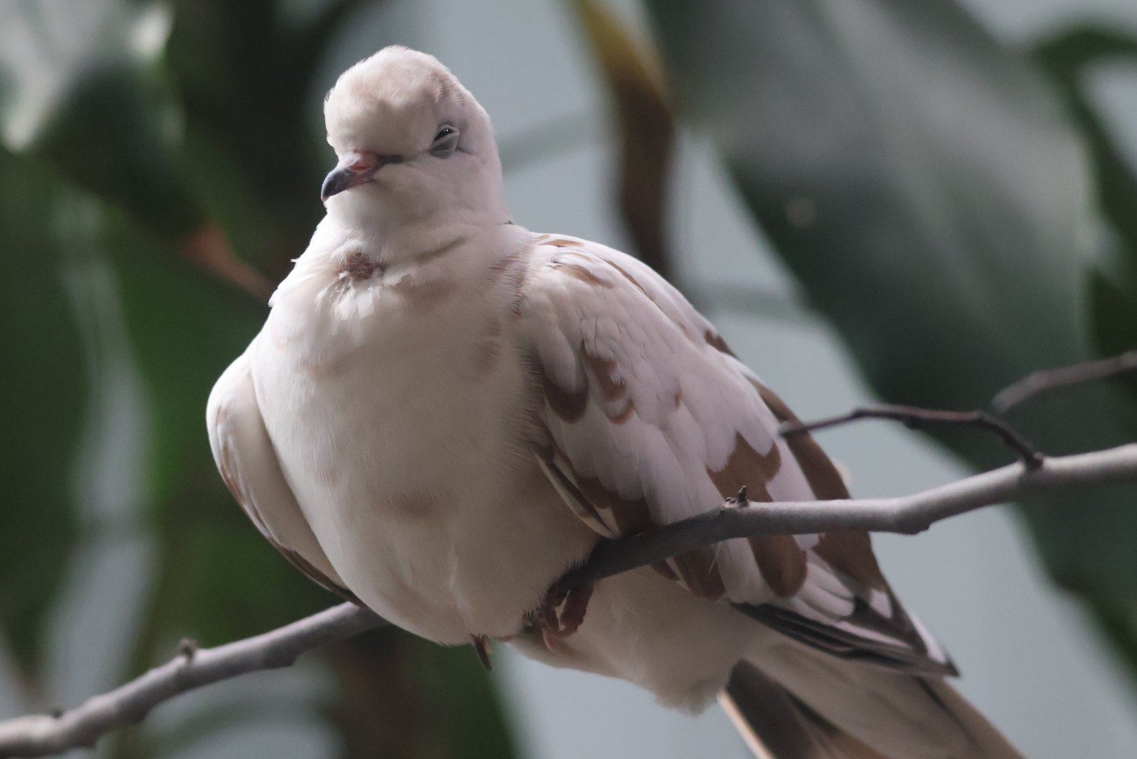 Ring Necked dove