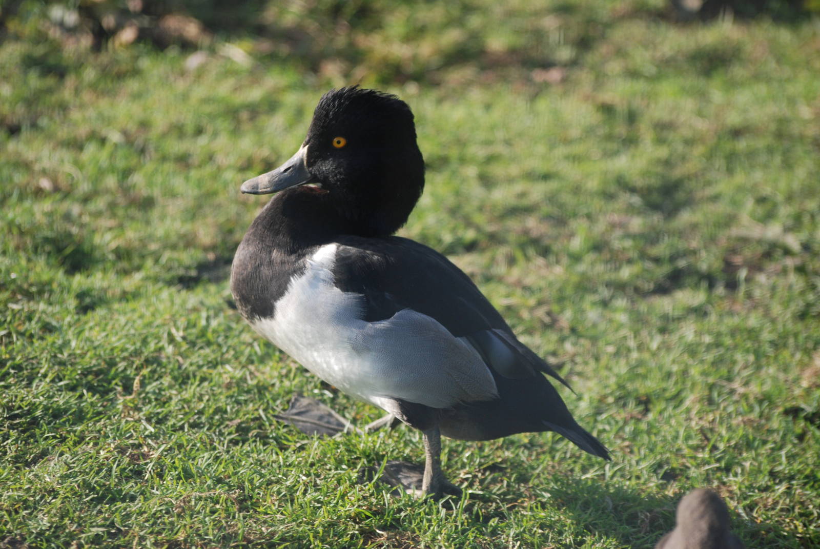 Ring-necked Duck at Blackbrook, 28/10/11