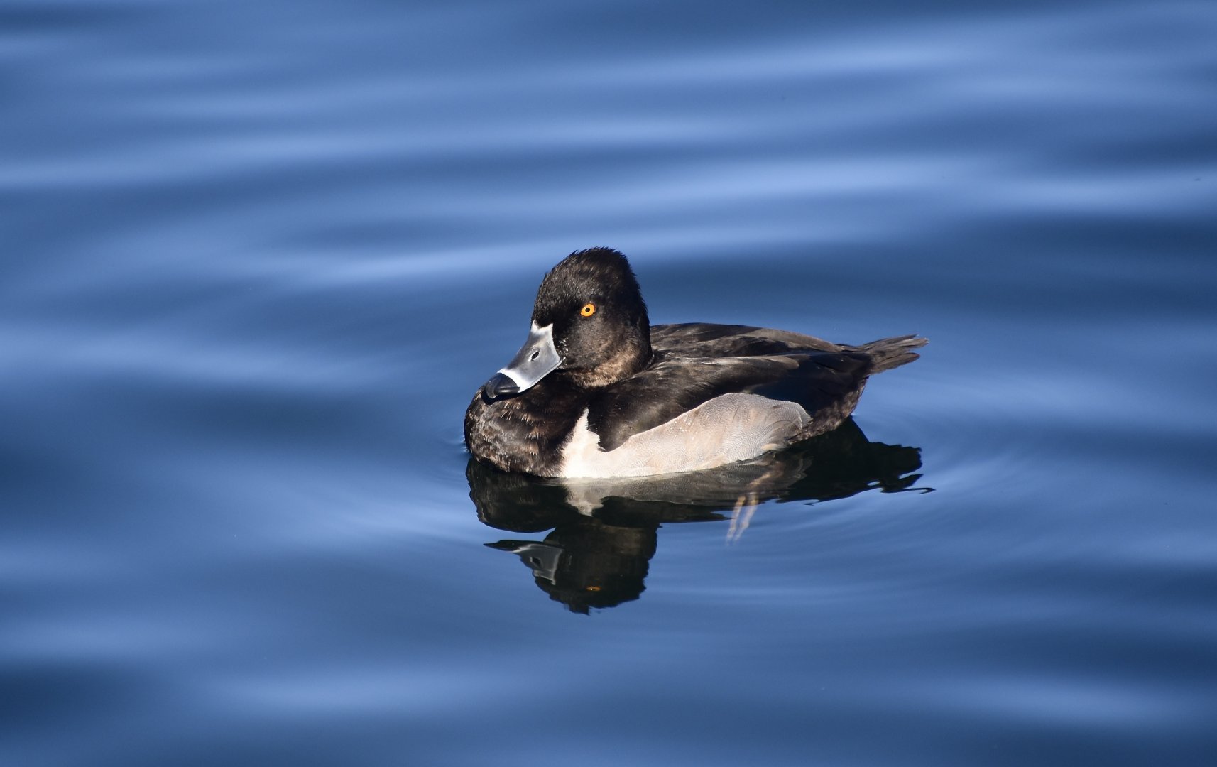 Ring-Necked Duck (Aythya collaris) male