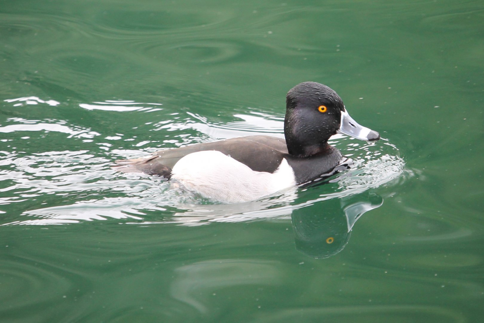 Ring-necked Duck (Aythya collaris)