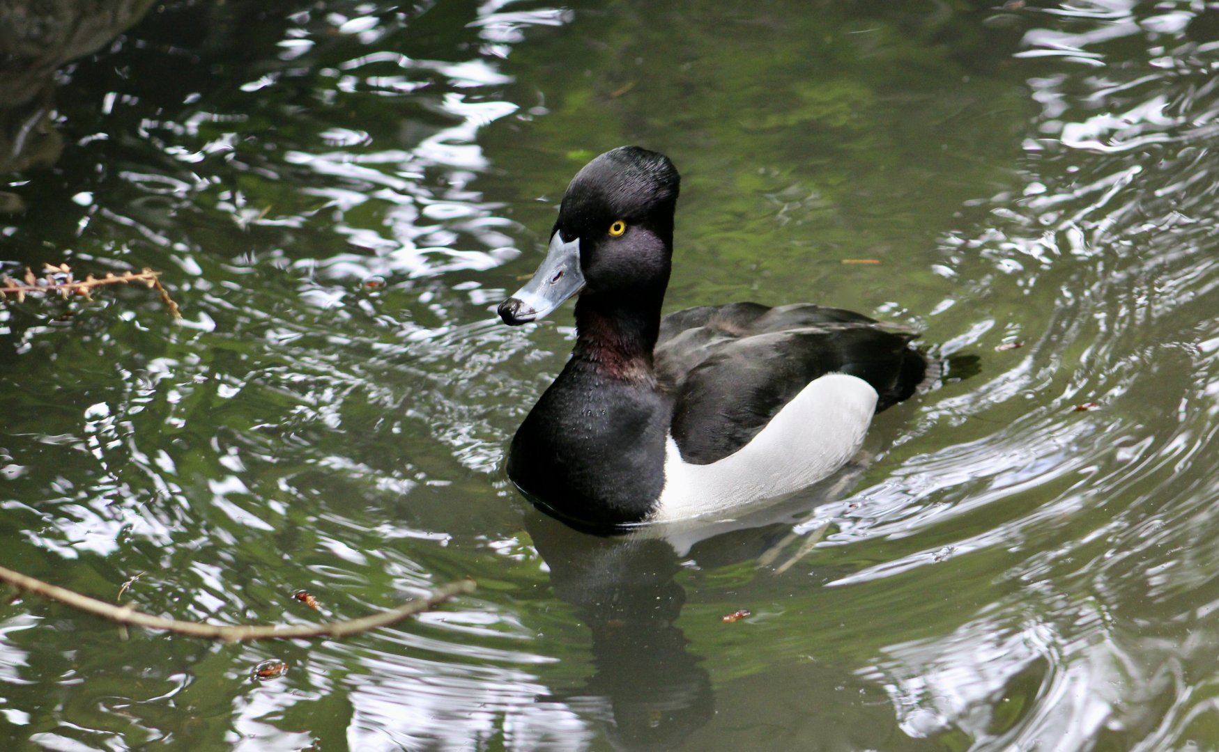 Ring-Necked Duck (Aythya collaris)
