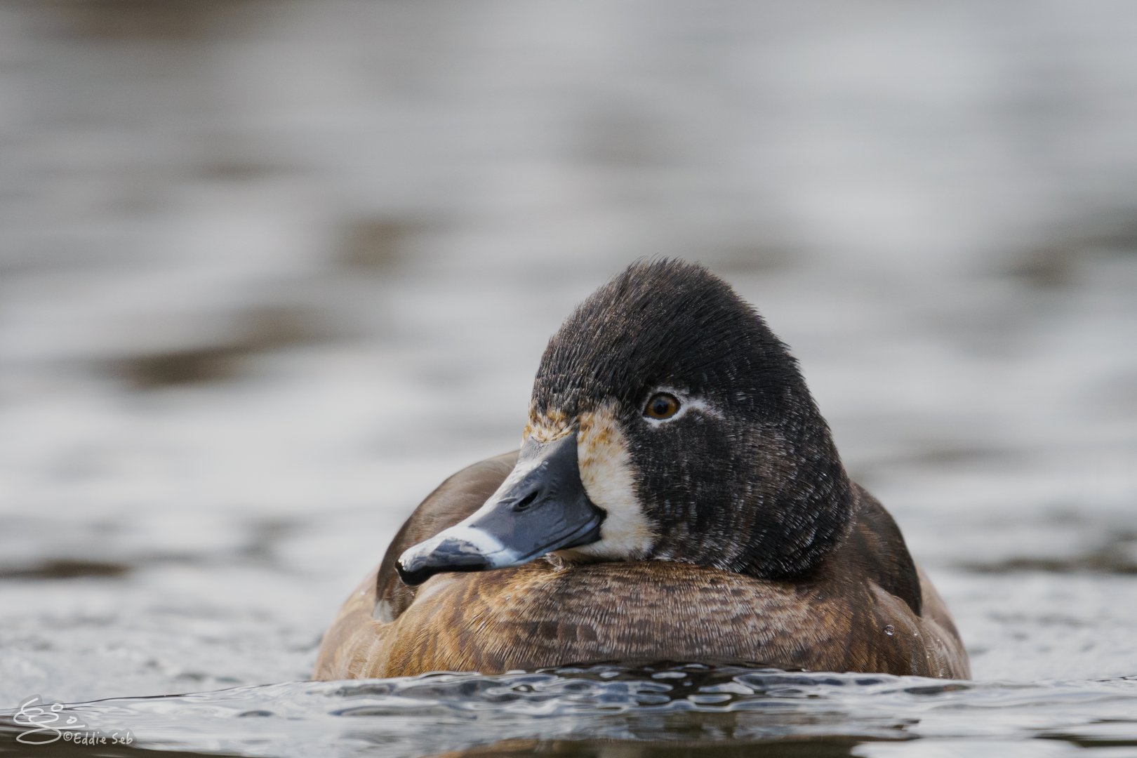 Ring-necked Duck (Aythya collaris)