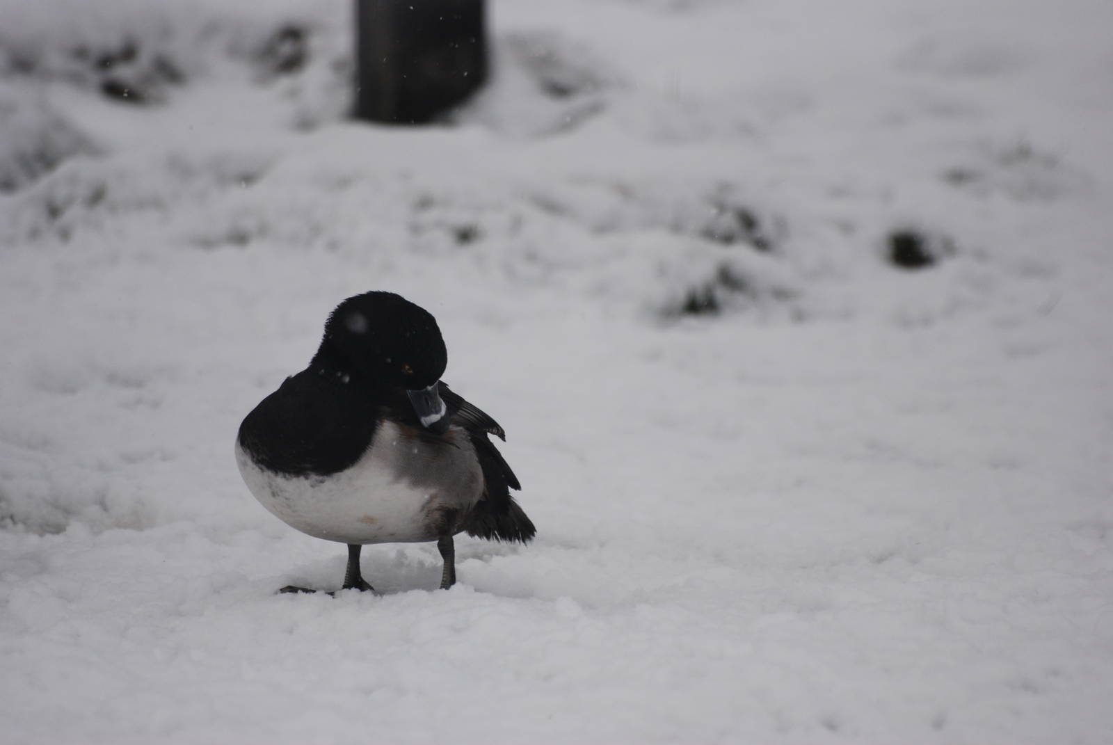 Ring-necked Duck, Blackbrook in the Snow (again!) 27/12/10
