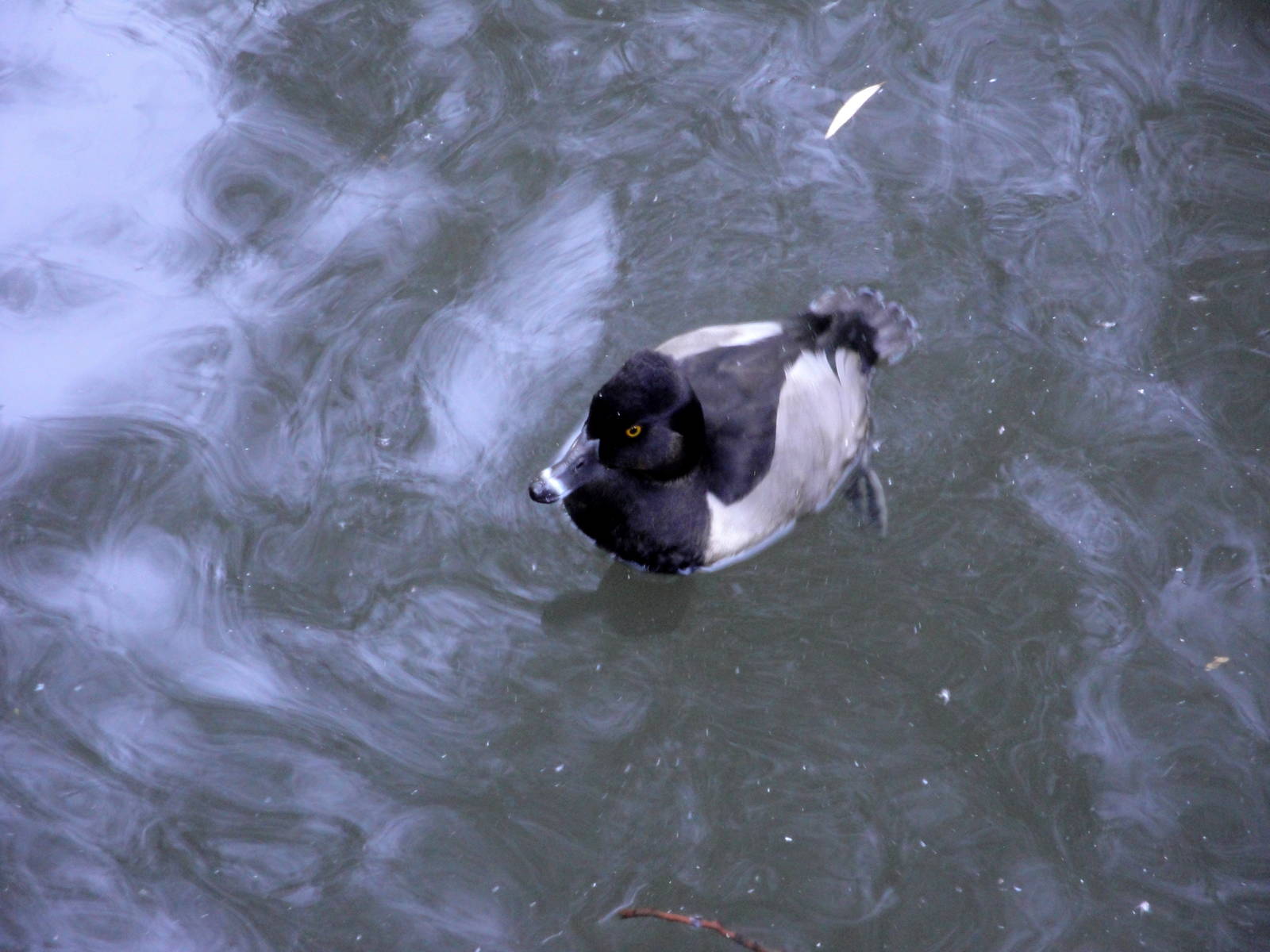 Ring-necked Duck