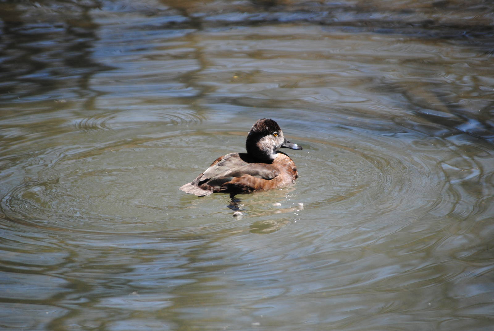 Ring-Necked Duck