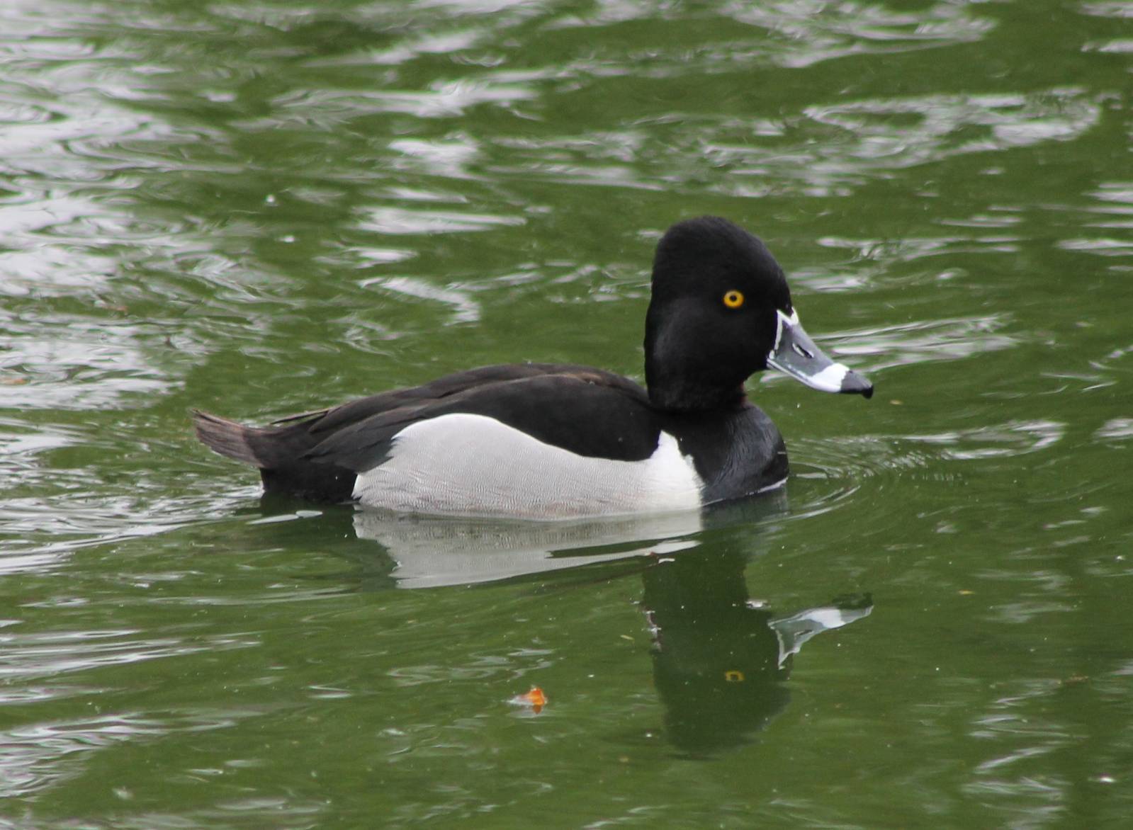 Ring-necked duck