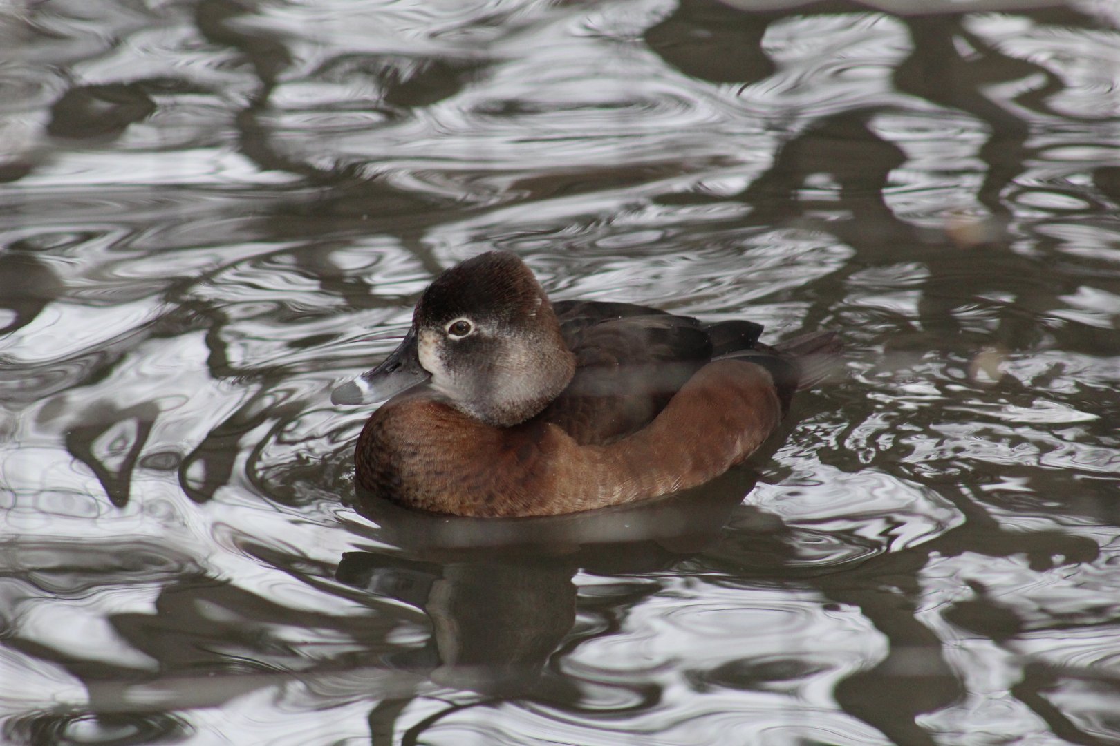 Ring-Necked Duck