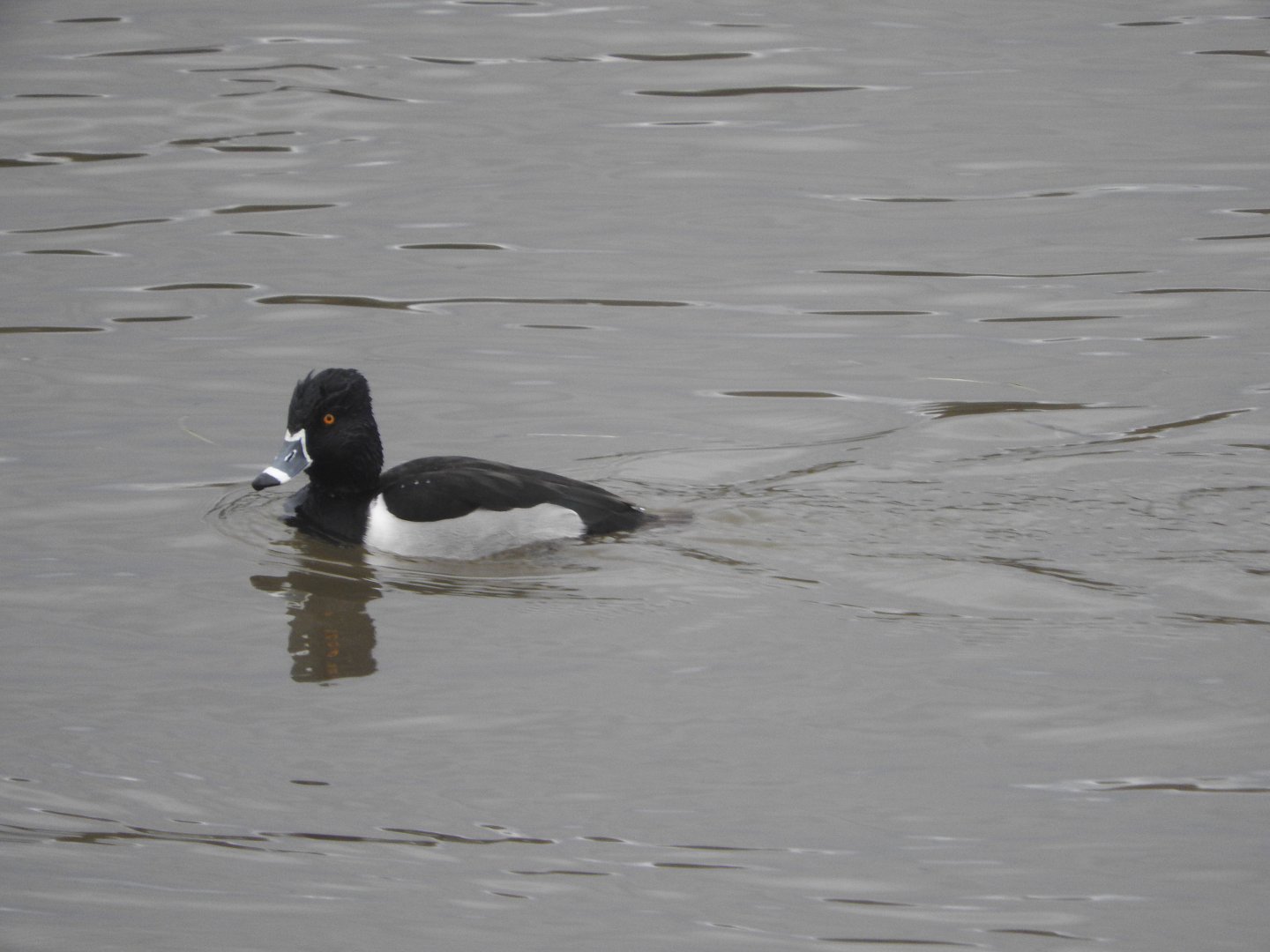 Ring-necked Duck
