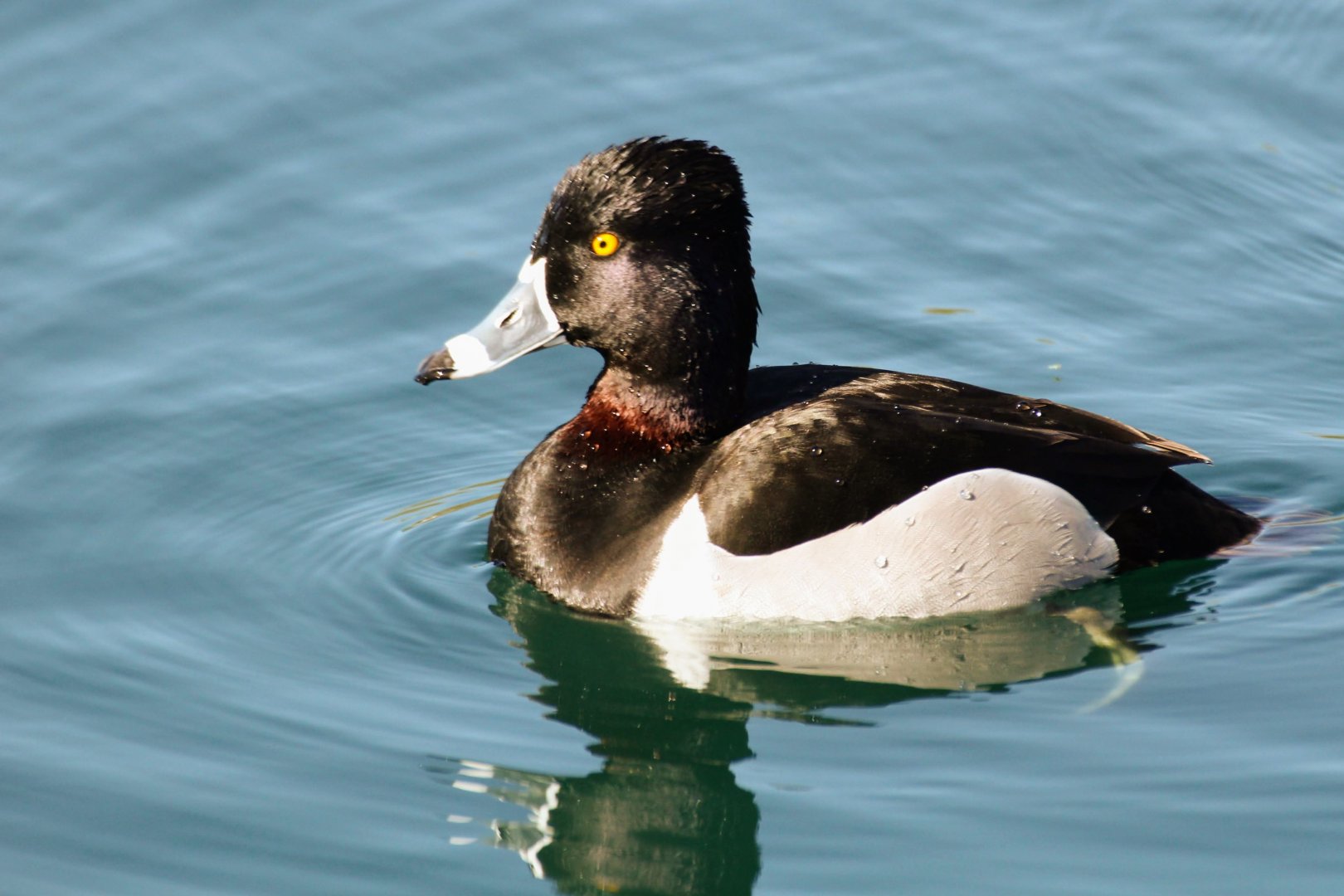 Ring-necked Duck