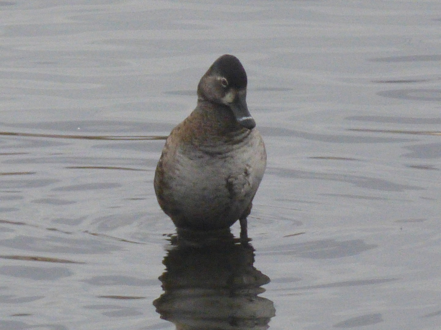 Ring necked duck