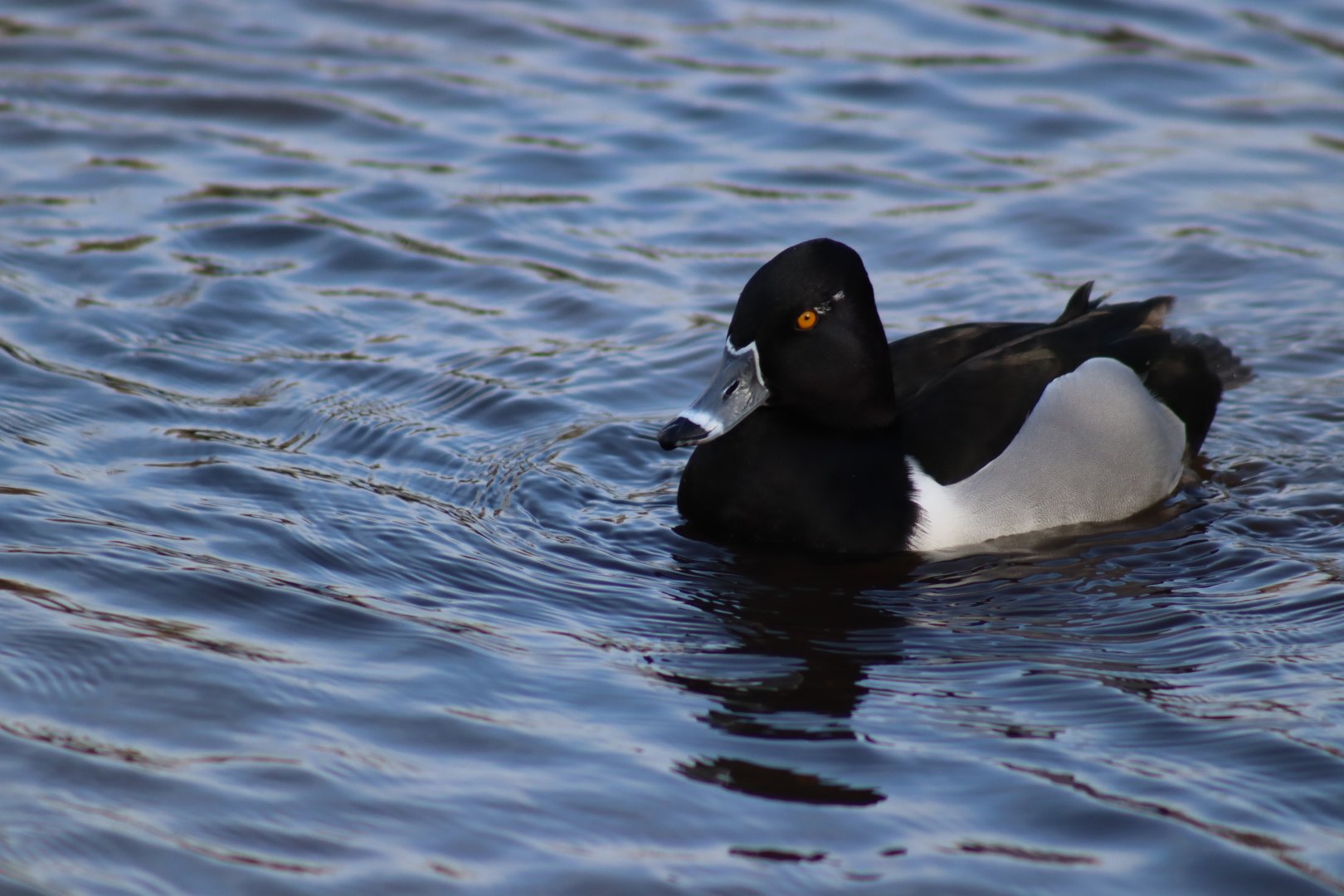 Ring-necked Duck
