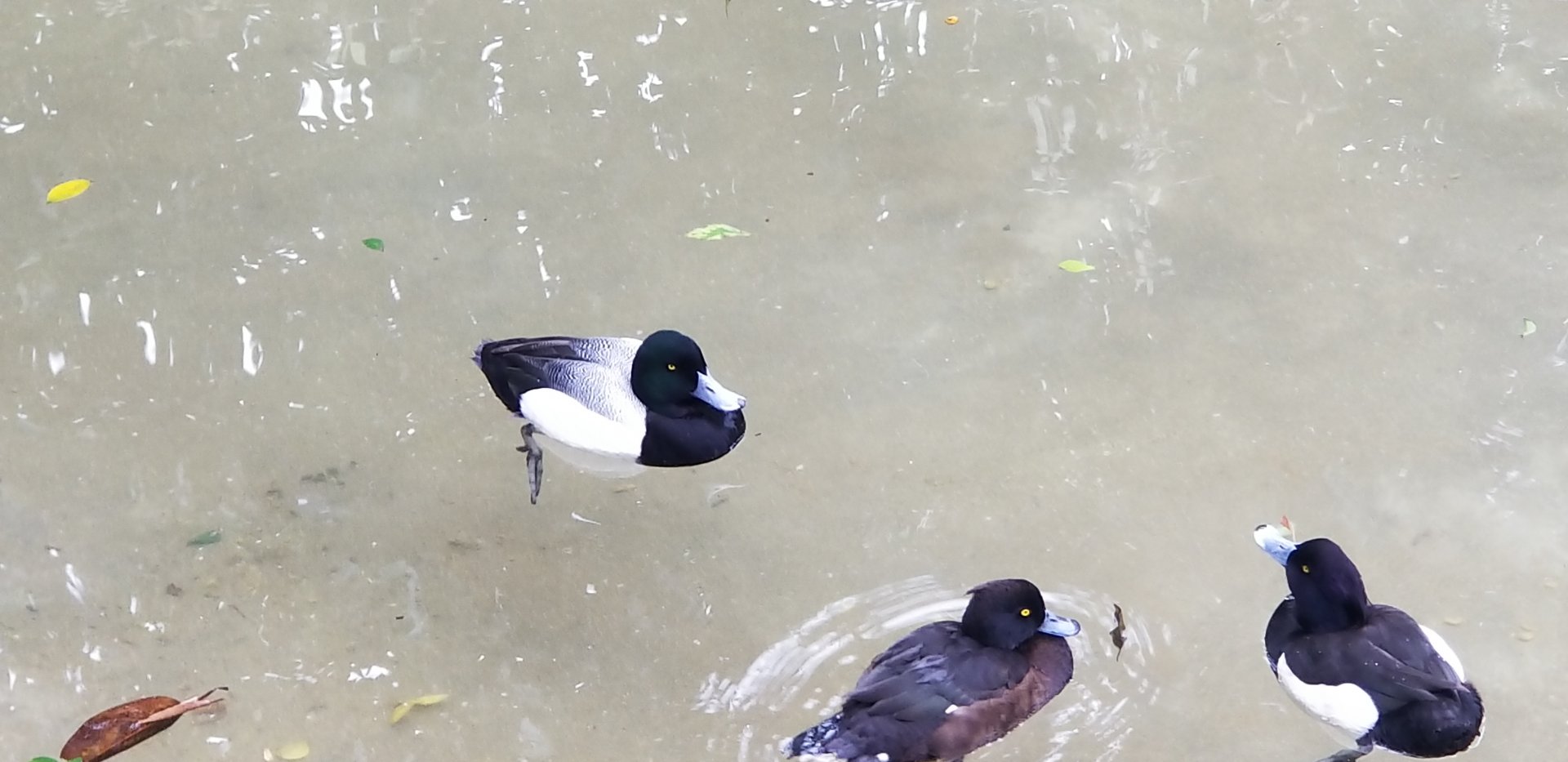 Ring-necked Duck