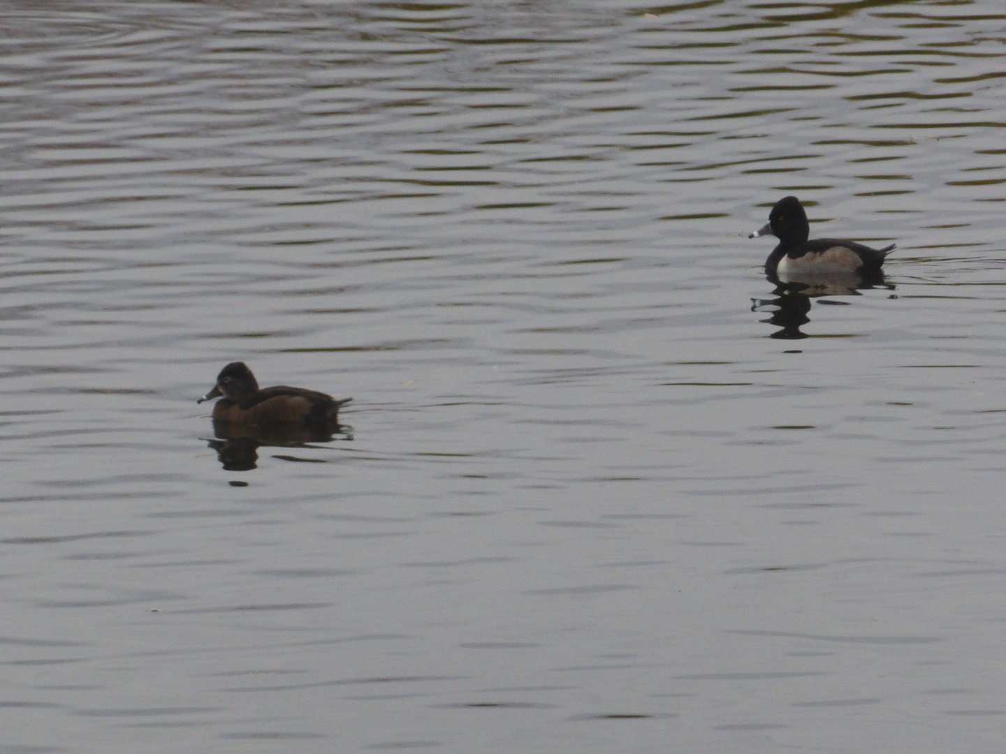 Ring necked ducks