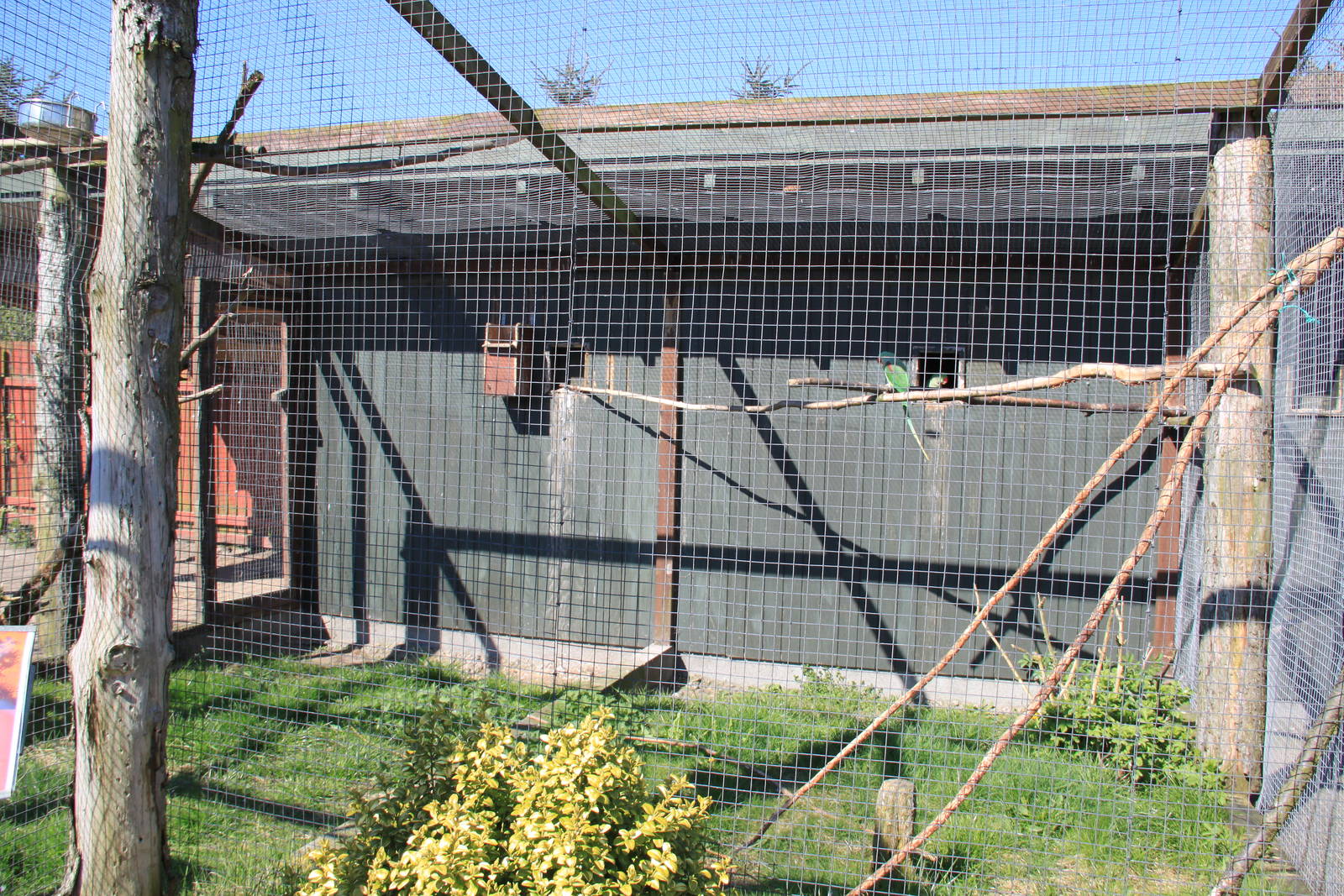 Ring-necked Parakeet Aviary