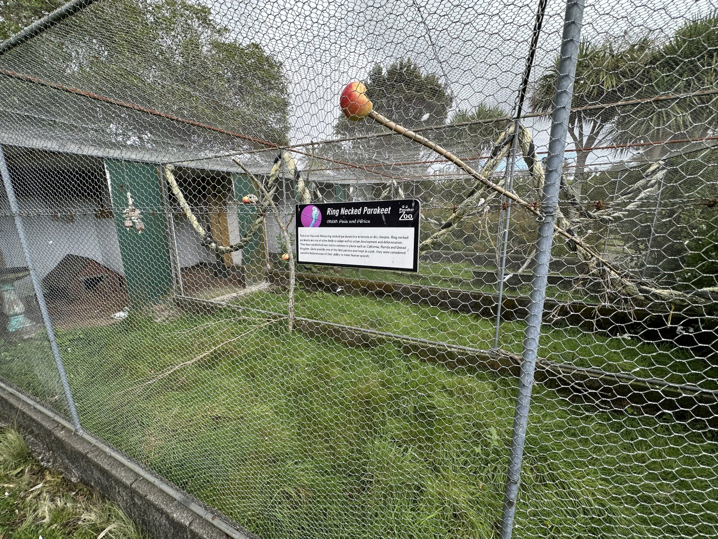 Ring-necked Parakeet Aviary