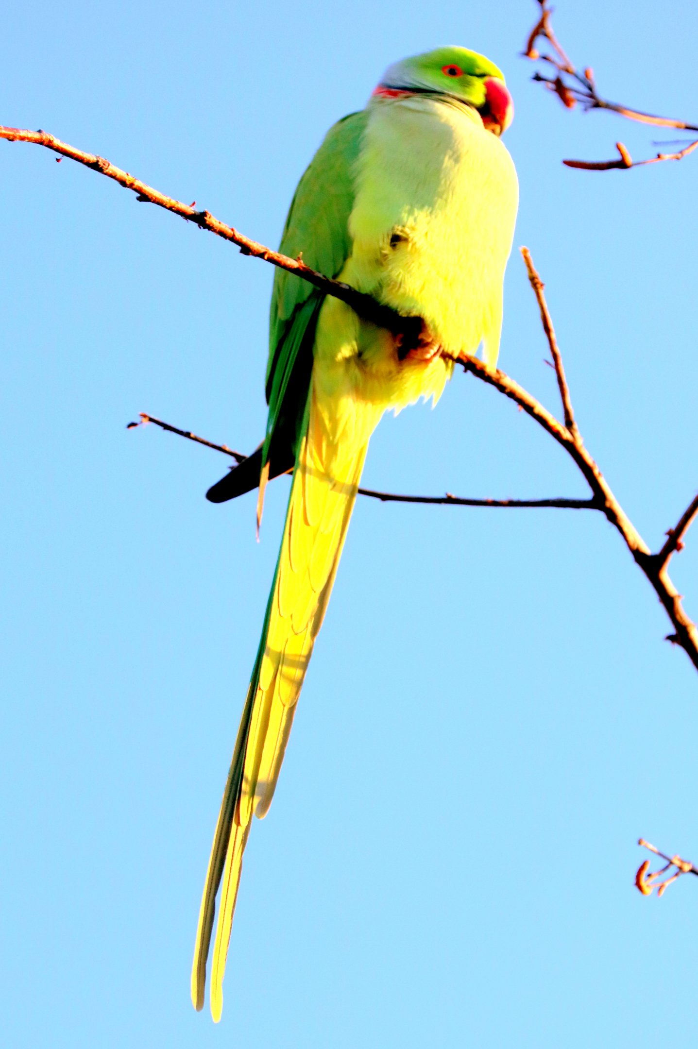 Ring-necked parakeet; Barnes; 23rd February 2019