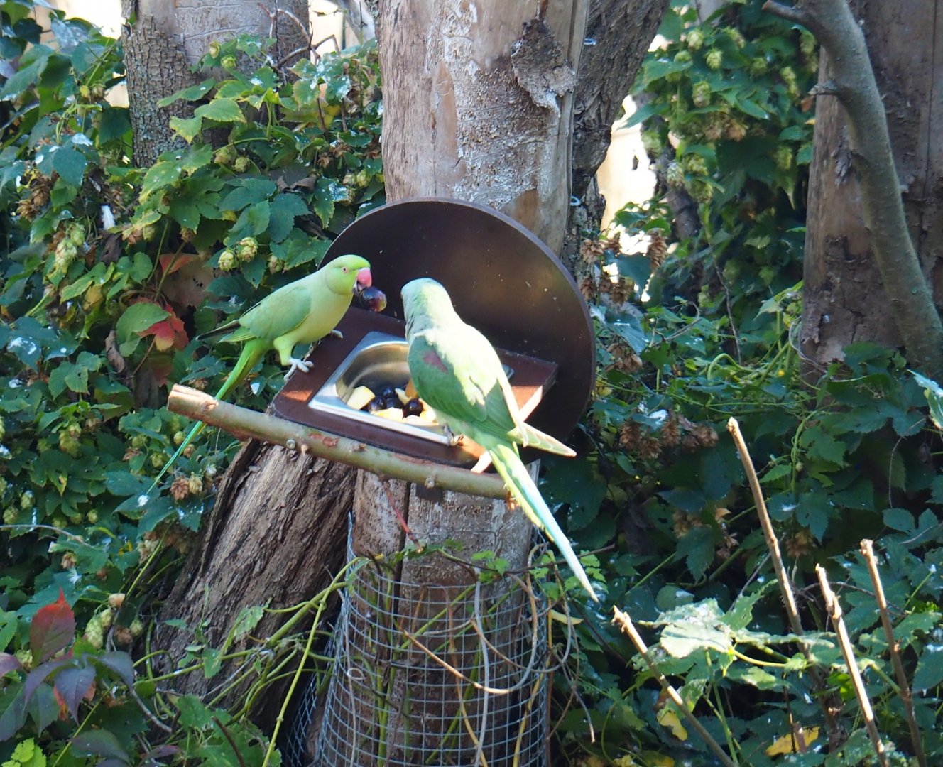 Ring-necked parakeet (Psittacula krameri) and Alexandrine parakeet (Psittacula eupatria), Oct 13th, 2018